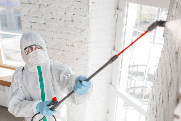 Best Basement Mold Removal  in Camden, AL