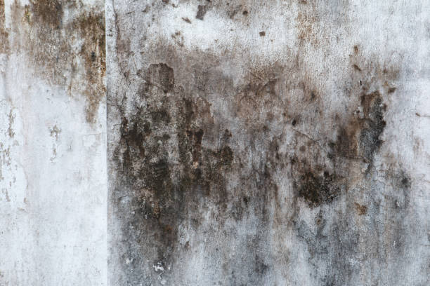 Best Emergency Mold Remediation  in Camden, AL