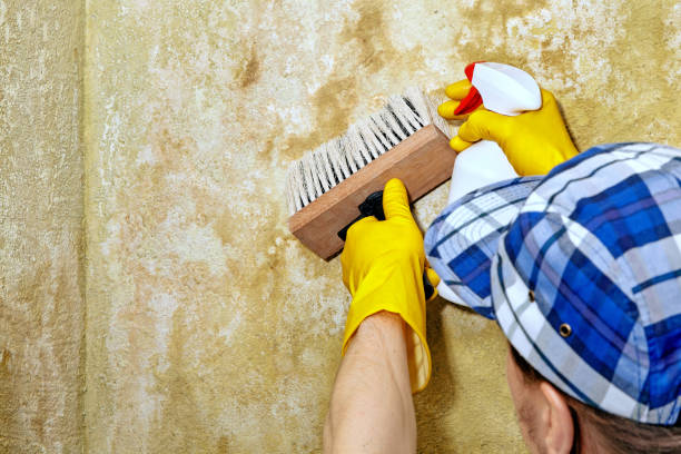 Best Mold Removal for HVAC Installations  in Camden, AL