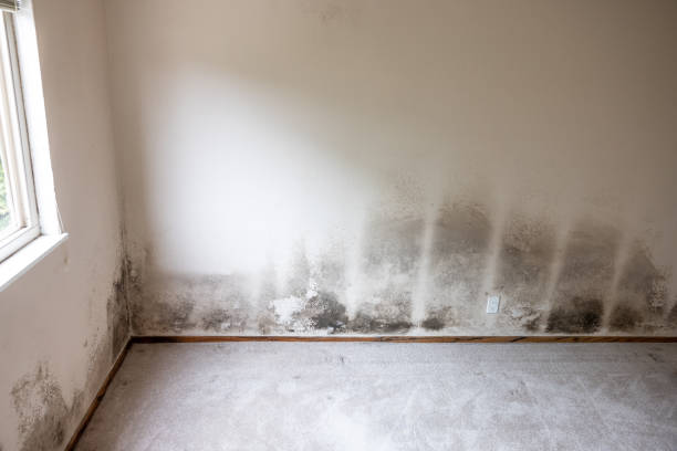 Best Mold Odor Removal Services  in Camden, AL