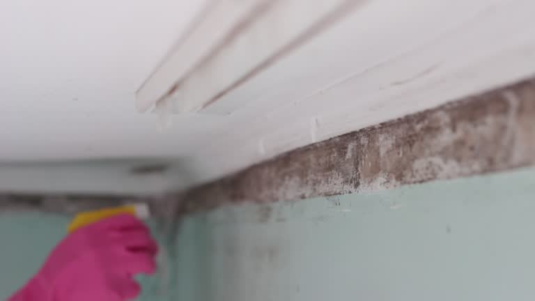 Trusted Camden, AL Mold Removal Experts